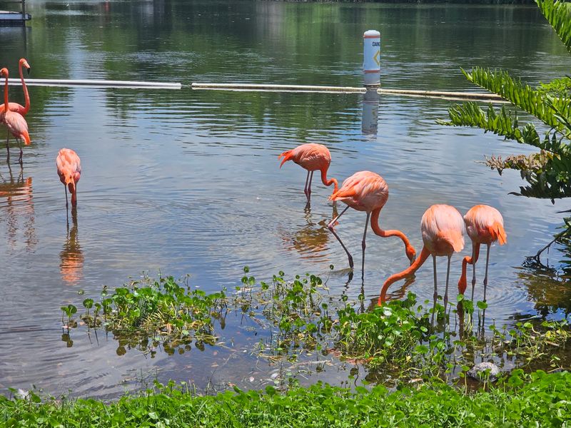Walk-Through Safari World With More Animals