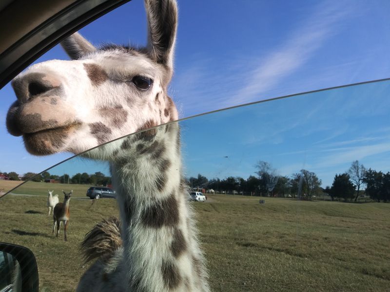 Meet the Exotic Animals That Literally Lean Into Your Vehicle