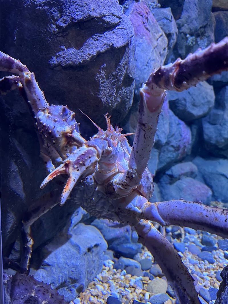 Unusual Deep-Sea Creatures Reveal Ocean Life Most People Never Encounter
