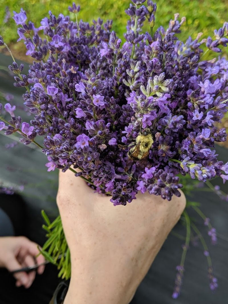 U-Pick Lavender: Clip, Bundle, Breathe