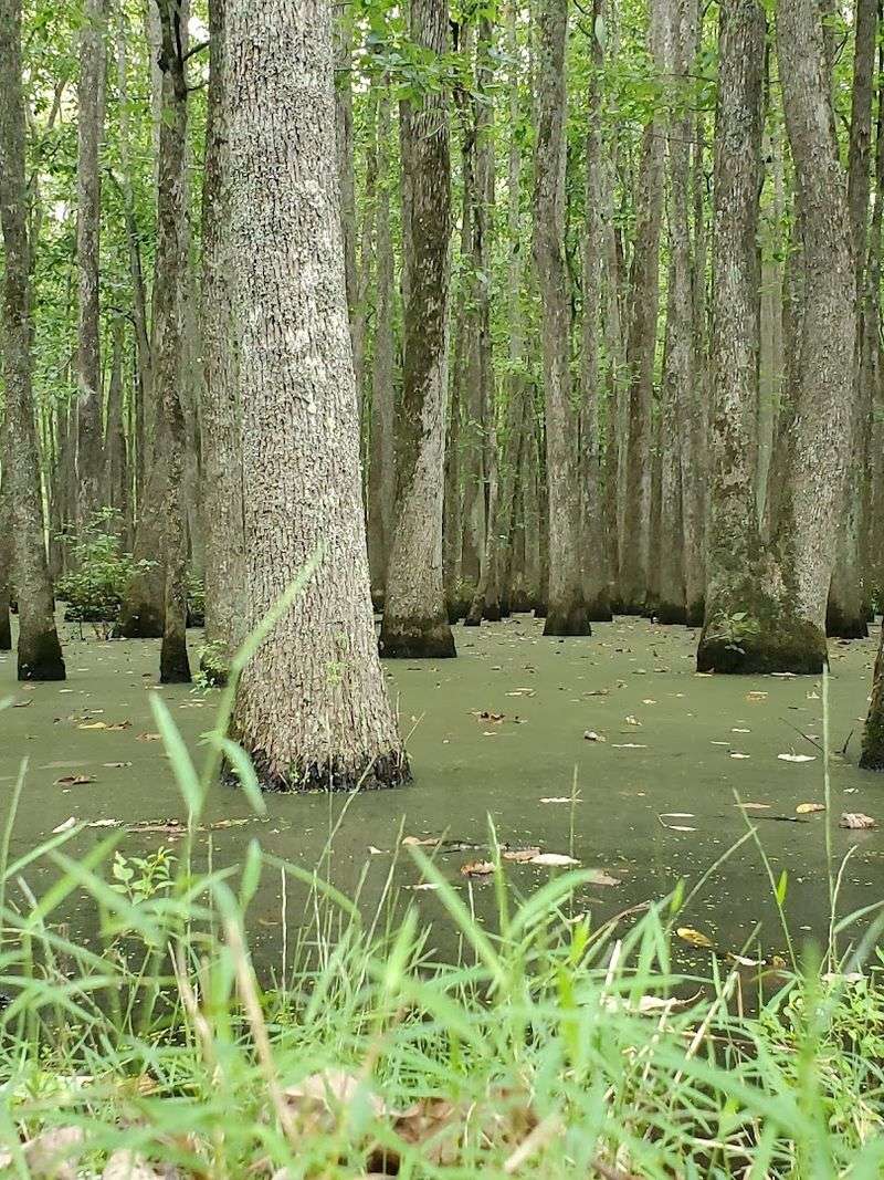Walk the Ghost River section — Wolf River, near La Grange
