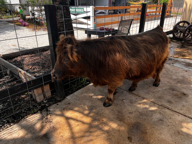 Margo the Micro Mini Highland Cow Steals Every Show