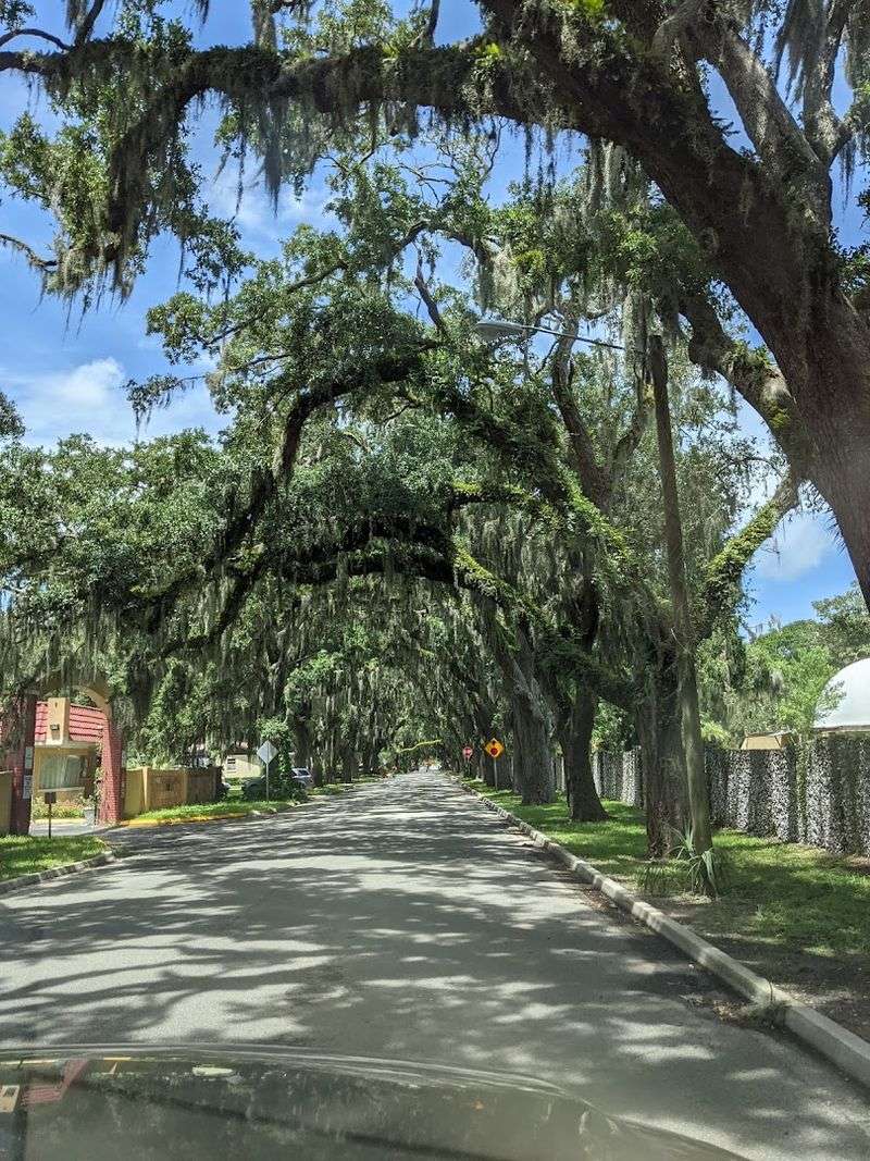 Spanish Moss Adding Fairytale Drama