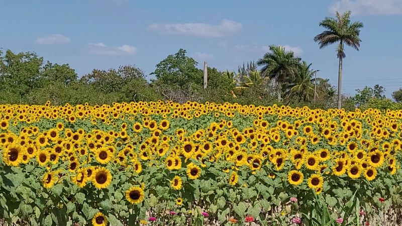 U-Pick Sunflowers and Stems