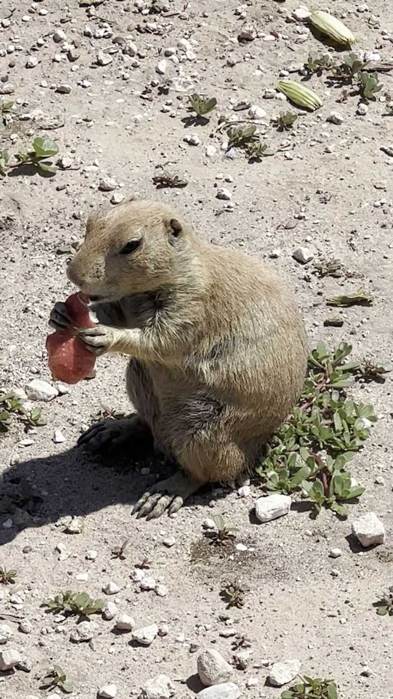 Bring Carrots and Watch the Magic Happen