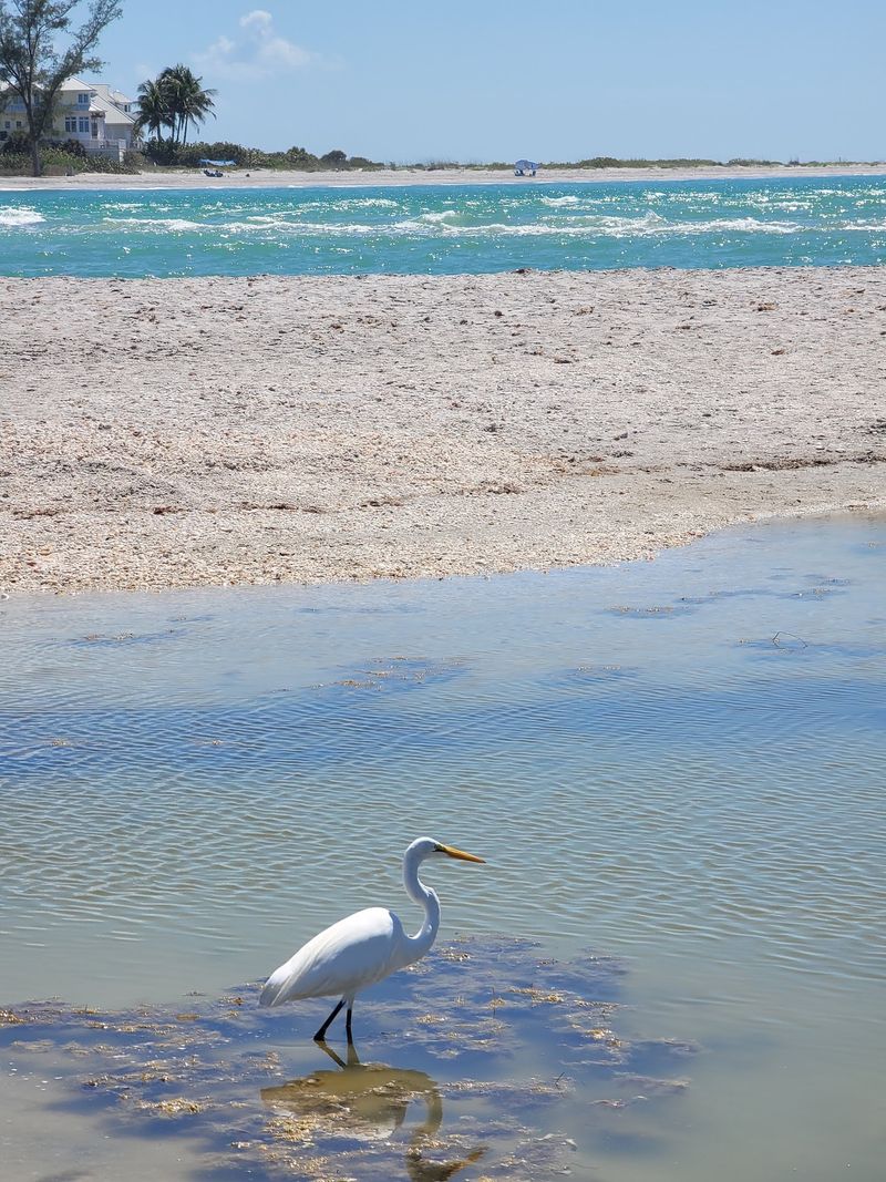 Dolphins and Manatees Swim Right Past You