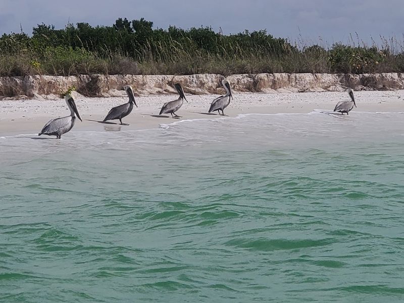 Bird Watching on Keewaydin: A Birder's Quiet Paradise
