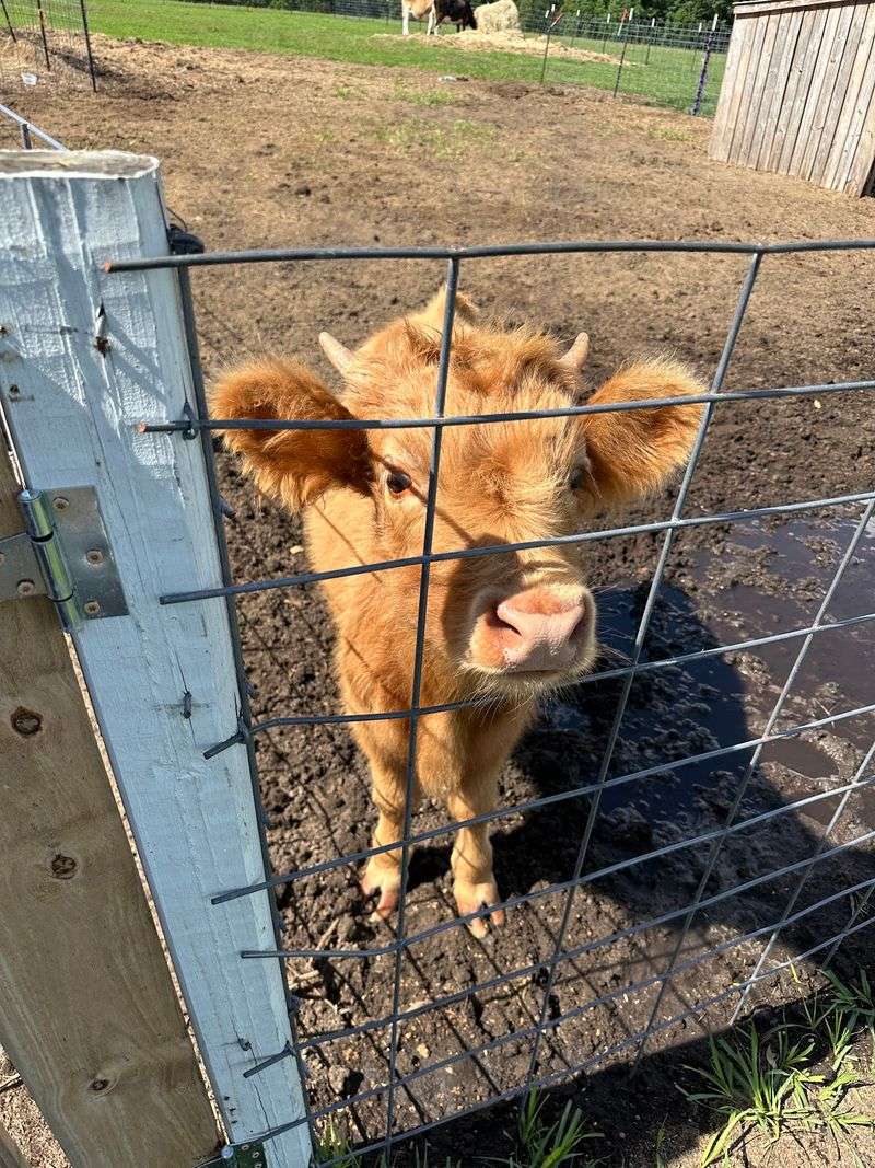 Visit Kristoff the Highland Cow