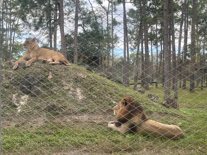 Lions Living in Their Own Kingdom