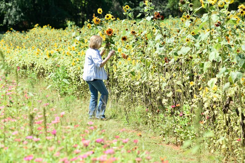 Pick-Your-Own Flowers for the Perfect Bouquet