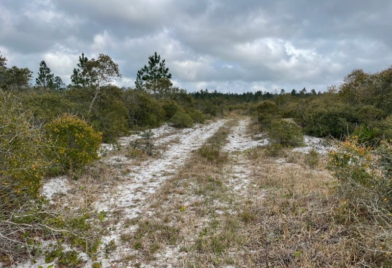 Cedar Key Scrub State Reserve (Cedar Key)