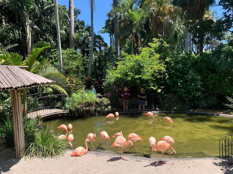 Flamingos That Steal Every Show