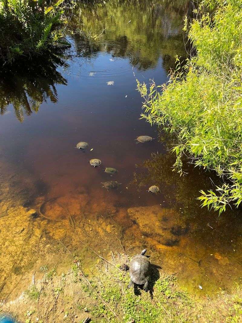 A Lake Full of Turtles Waiting to Say Hello