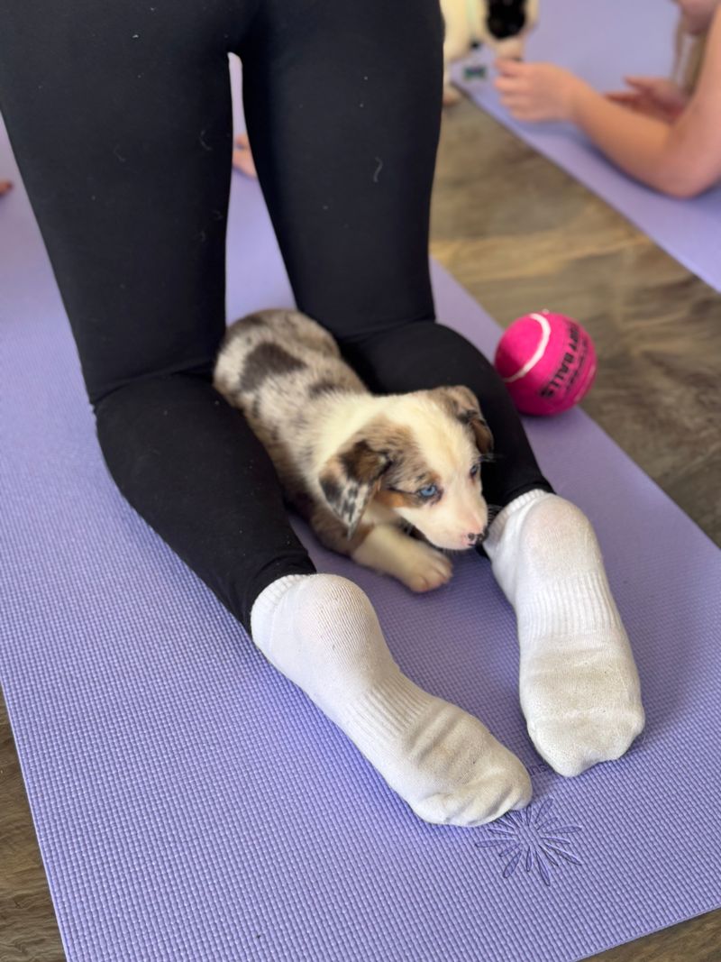 What Is Puppy Yoga—and Why Everyone Loves It