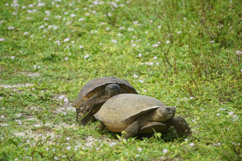 Wildlife Encounters You Won't Forget