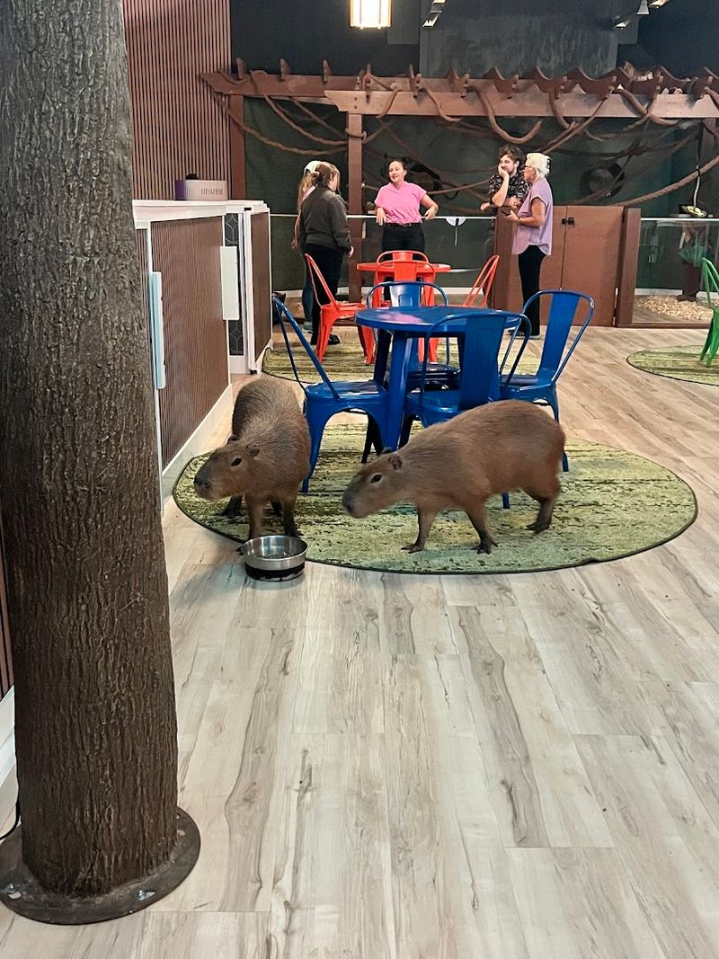 The Gelato Experience: Frozen Treats Inside a Capybara Café
