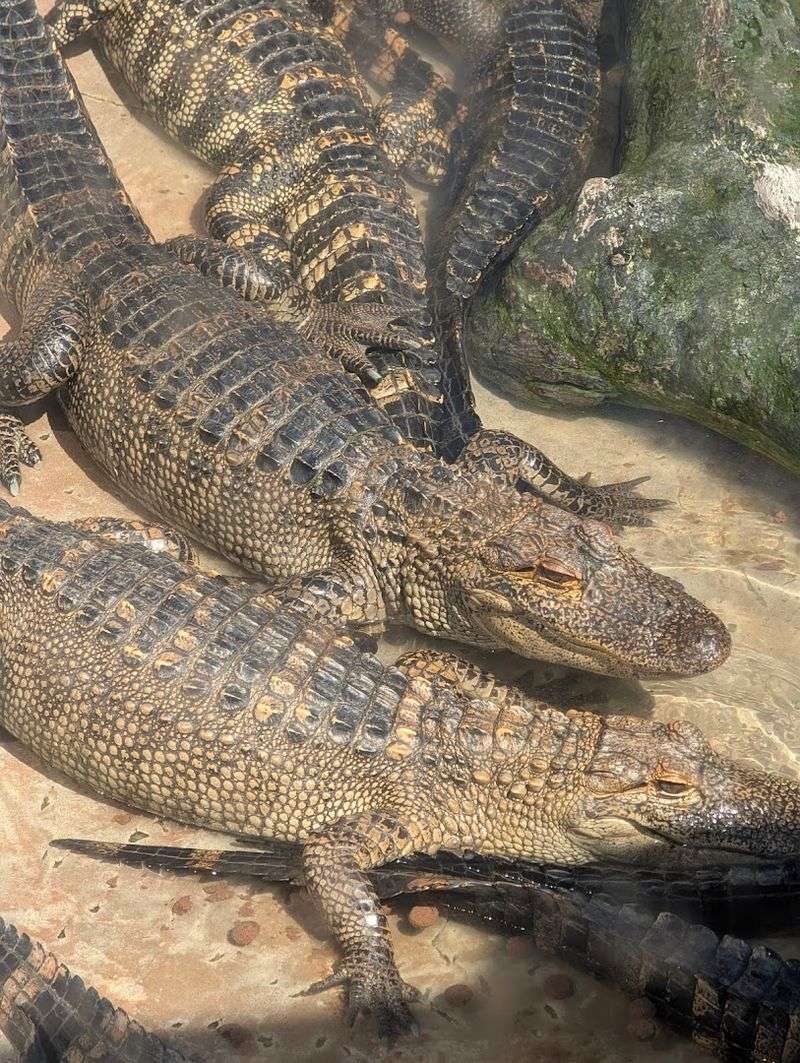 Alligator Feeding And Baby Gator Holding