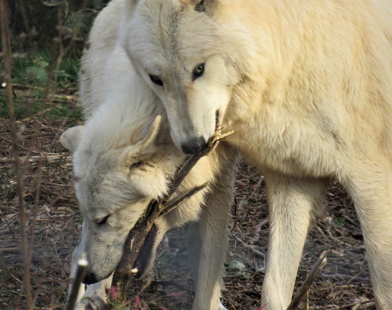 Ethics And Respect: Not A Zoo