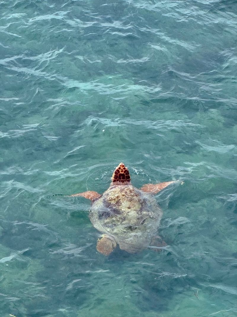 Wildlife Watch: From Turtles To Pelicans