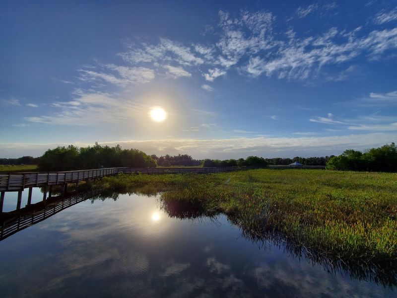 Alligator Encounters That Feel Wildly Close Yet Perfectly Safe