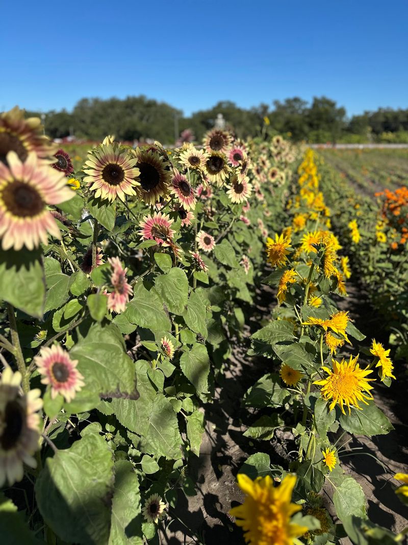 Strawberry Season Gives You A Reason To Come Back