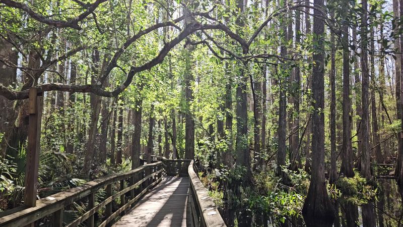 Cypress Swamp Boardwalks Straight from Fantasy