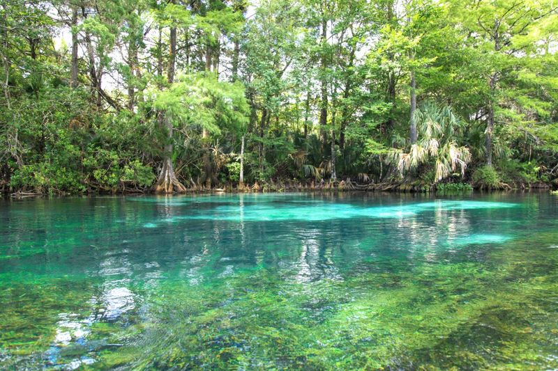 Kayaking and Canoeing Through One of Florida's Clearest Rivers