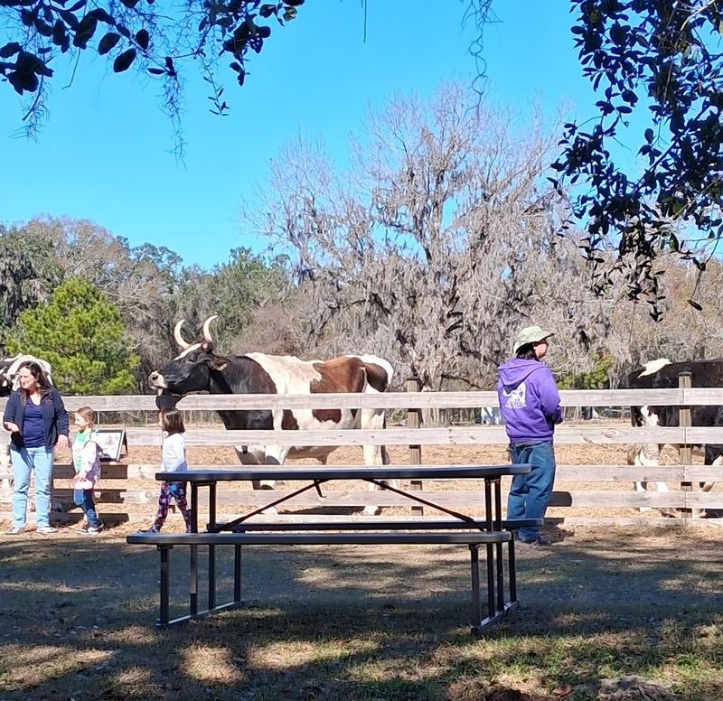 The Rare Water Buffalo Who Traveled Cross-Country