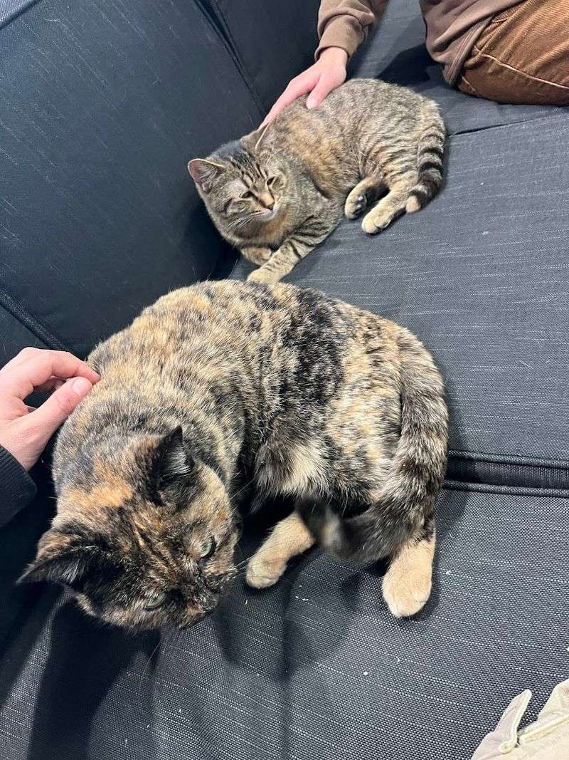 House Rules and Cat Etiquette