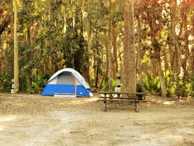 Camping Under a Canopy of Ancient Oaks