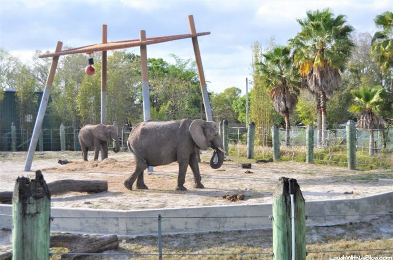 ZooTampa at Lowry Park (Tampa)