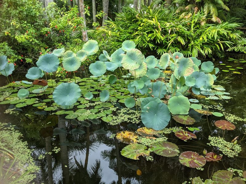 McKee Botanical Garden
