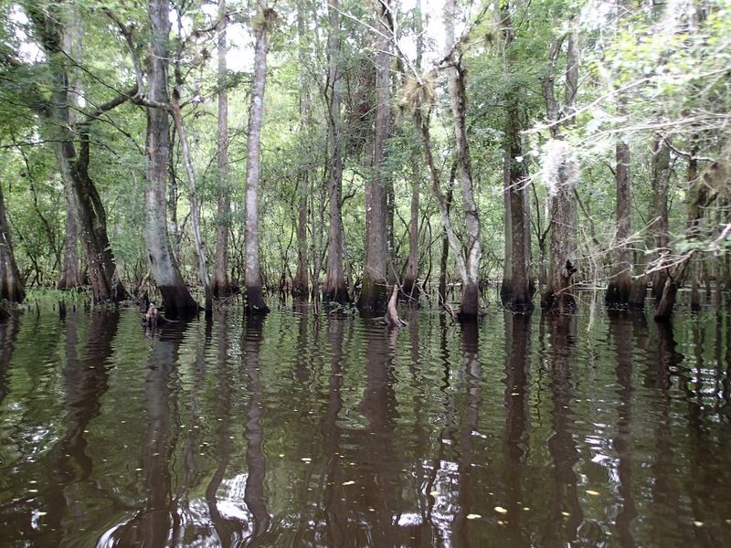 Hillsborough River (Tampa / Thonotosassa)