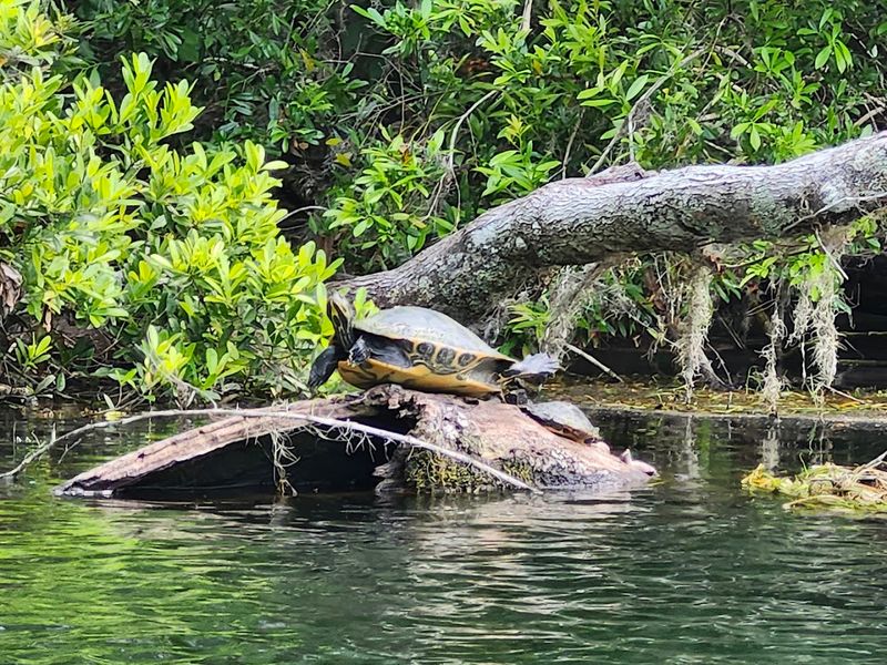 Wildlife Encounters Around Every Bend