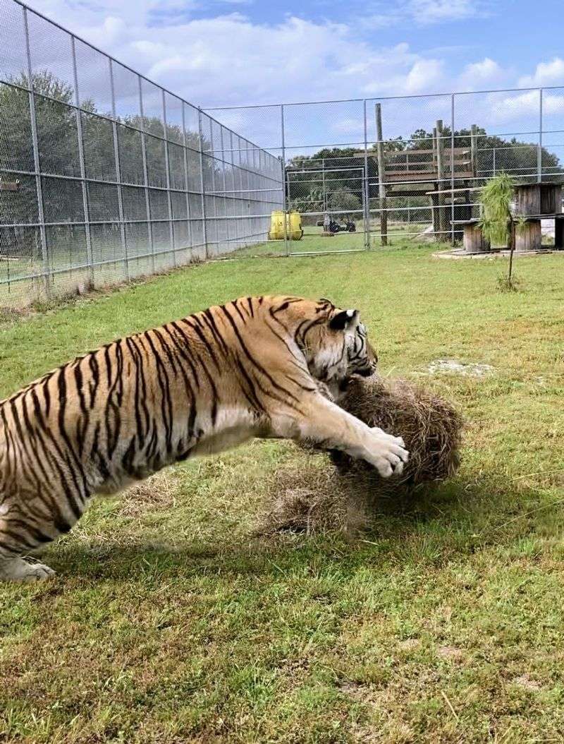 Exotic Animals You Never Expected to Find in Hillsborough County