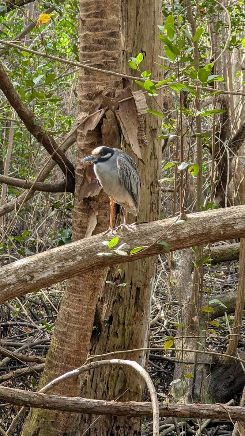 Bird Watching Without Leaving the City