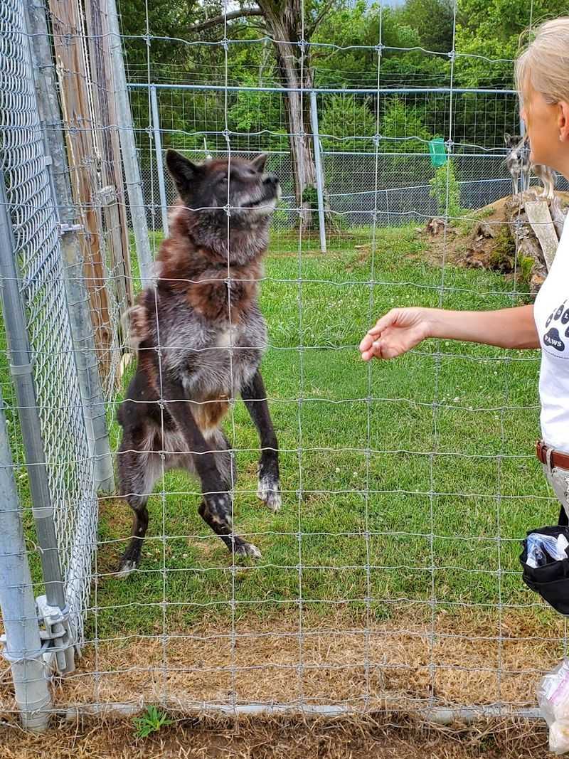 A Unique Wolf-Dog Sanctuary Hidden in Dandridge, Tennessee
