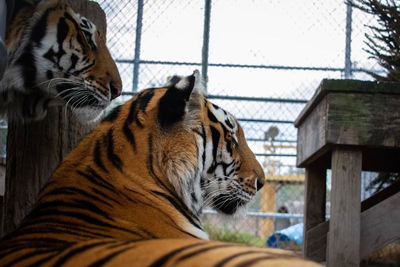 What to Expect on a Guided Tour at Elmira's Wildlife Sanctuary