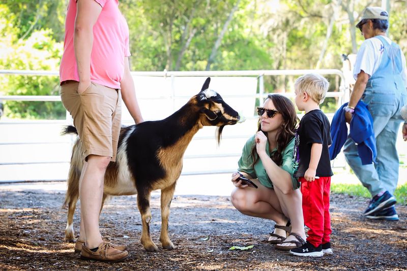 Goat Encounters and Feeding Time
