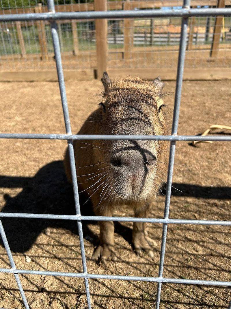 Mitchell's Petting Zoo & Exotics Is a Tennessee Stop Worth Adding to Your List