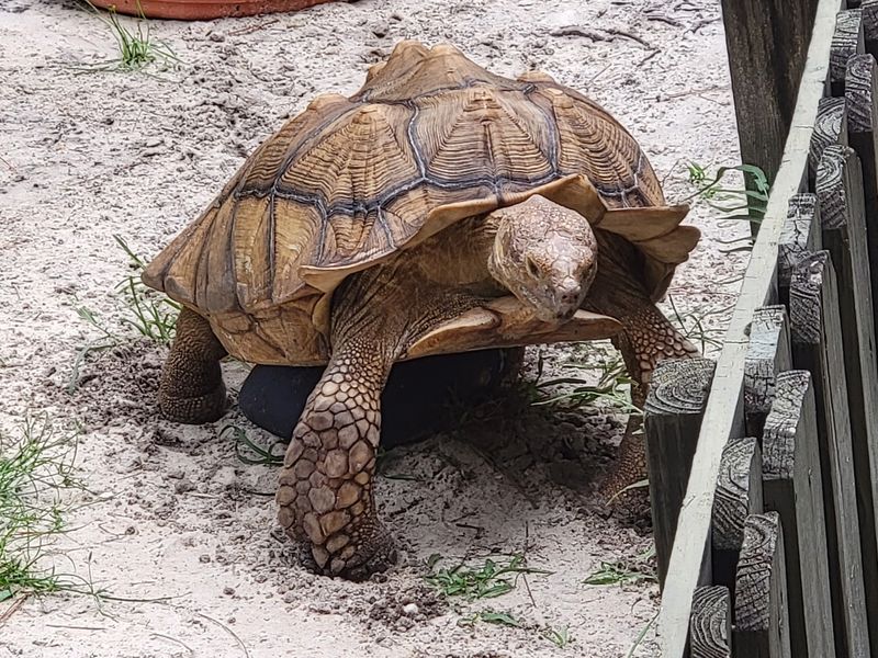 Gopher Tortoises Roam Like They Own the Place
