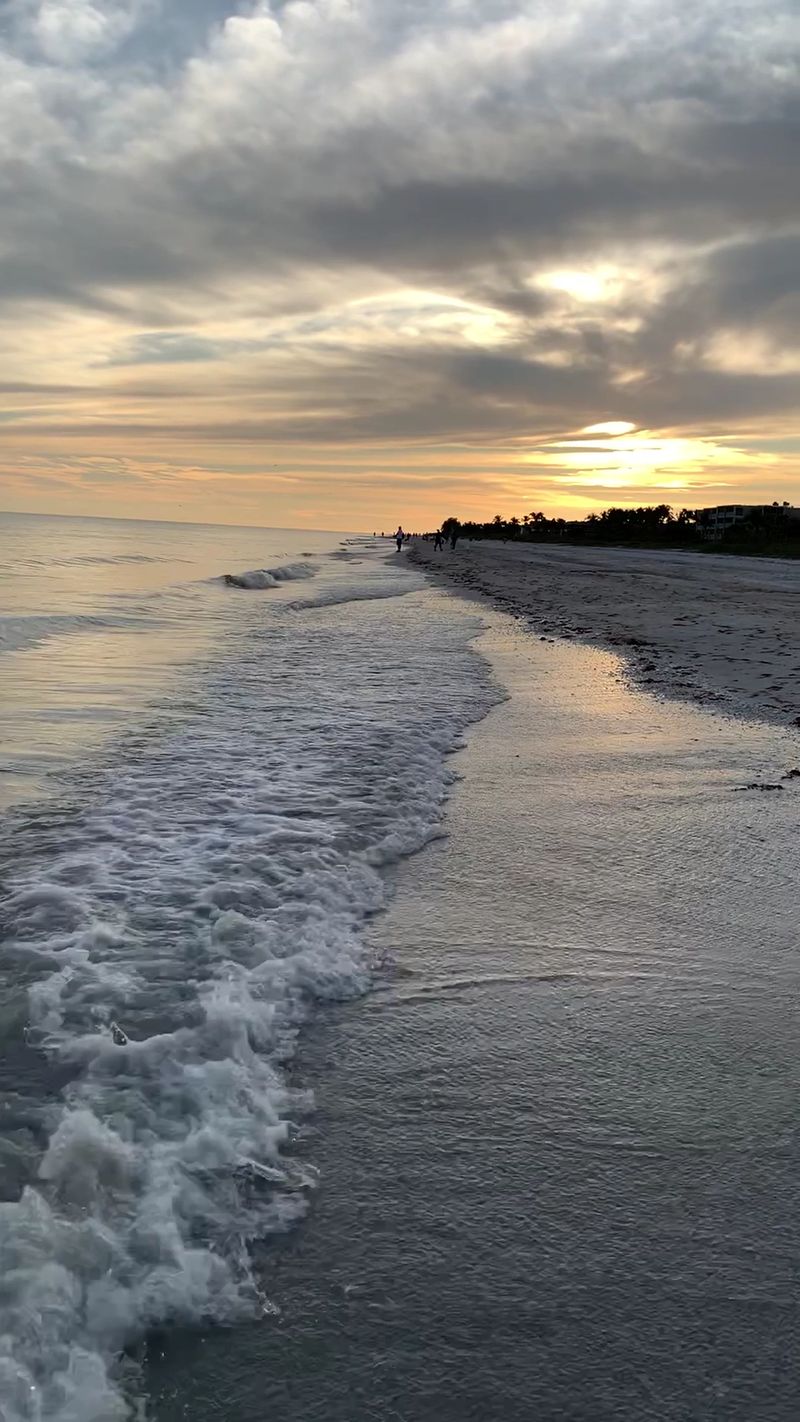 Seashells You Can Find on Sanibel