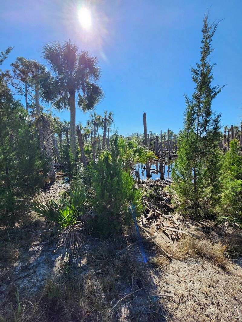 Withlacoochee Bay Trail (Inglis)