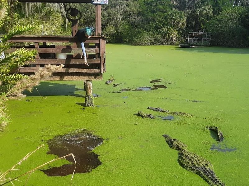 Breeding Marsh Boardwalk