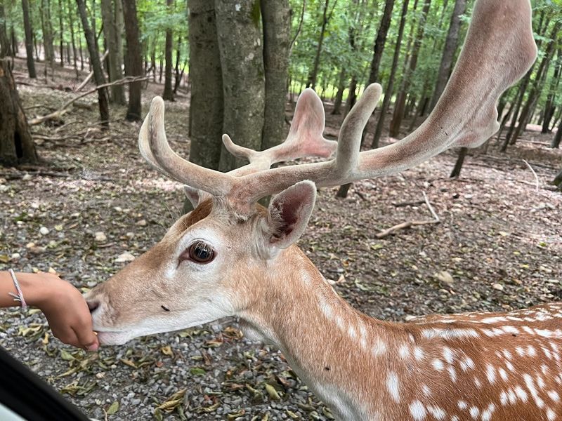A peaceful safari experience in East Tennessee
