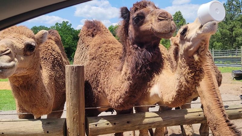 Bucket Bandits Playbook: Outsmarting Camels and Zebras