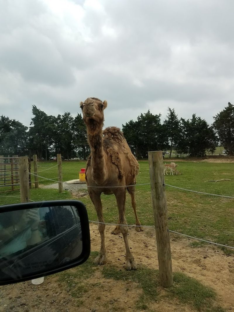 Camel Comedy Corner