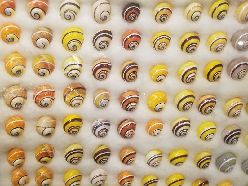 The Cuban Polymita Display: Tiny Shells, Massive Impact