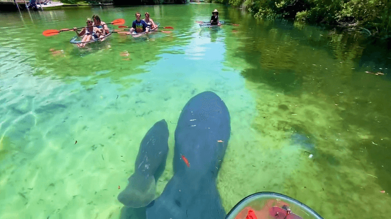 Weeki Wachee River