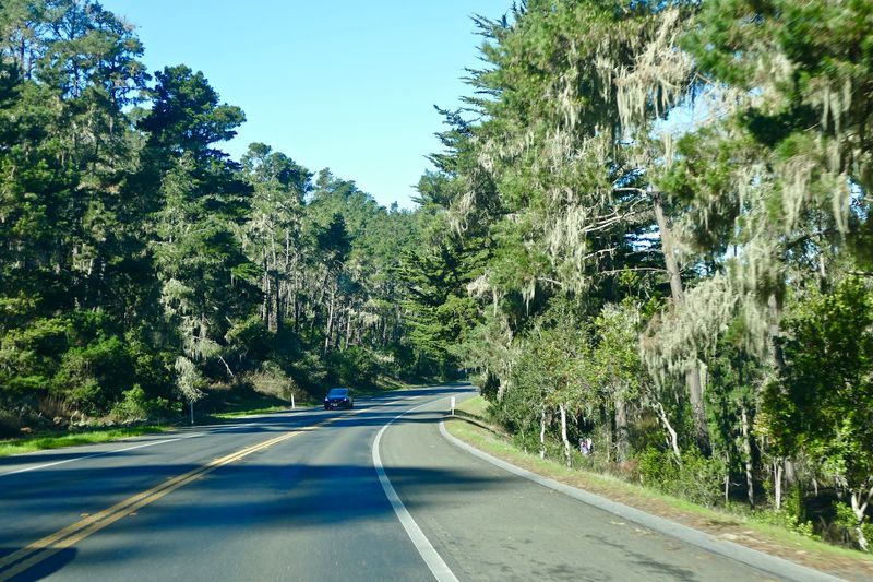 A Town Wrapped in Pines